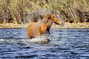 Salt River Wild Horses