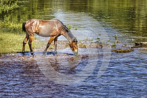 Salt River Wild Horses