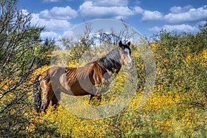 Salt River Wild Horses