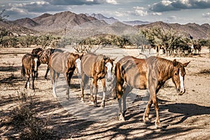 Salt River Wild Horses