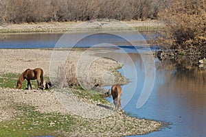 Salt River Wild Horses Arizona