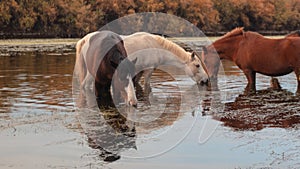 Salt River wild horses feeding on eel grass in Mesa Arizona USA