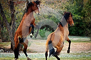 Salt River wild horses, Maricopa, Arizona, United States