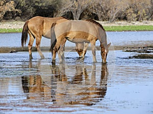 Salt River wild horses at sunset