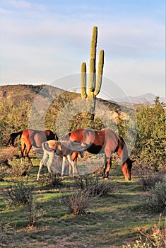 Salt River wild horses, in Tonto National Forest, Arizona, United States