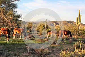 Salt River wild horses, in Tonto National Forest, Arizona, United States