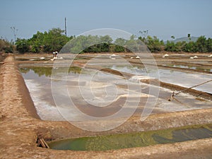 salt salt extraction food industry India