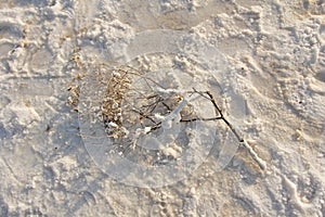 Salt and salted branch on Lake Baskunchak. Russia, the Volgograd region