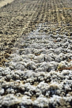 Salt soil crust caused by the leaching