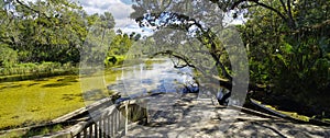 Salt Springs in Ocala National Forest, FL, USA photo