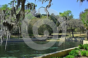 Salt Springs Ocala National Forest, Florida photo