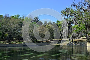 Salt Springs Ocala National Forest Florida photo