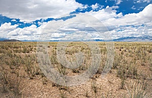 Salt steppe photo