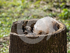Salt stone for forest animals