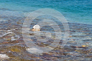 The salt on the stones, the seashore of the Dead Sea in Israel