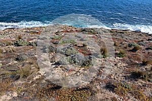 Salt tolerant plants and grass growing on coast, Flinders Chase