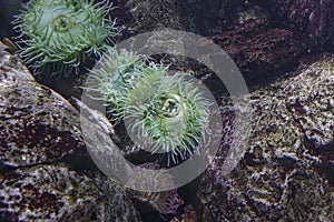 Salt water aquarium anemone