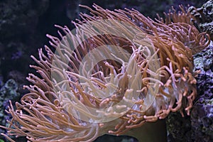 Salt water aquarium anemone