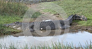 salt water crocodile