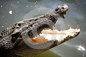 Salt water crocodile big mouth