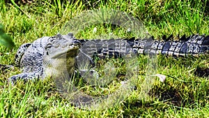 Salt water crocodile, Kakadu National Park, Northern Territory, Australia