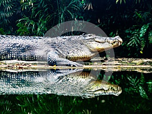 Salt Water Crocodile at water edge