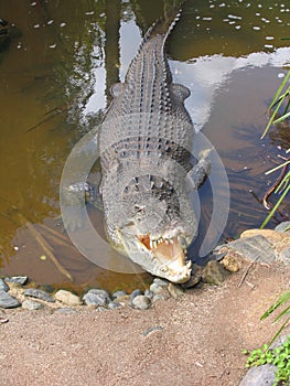 Salt water (Estuarine) Crocodile