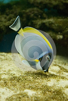 Salt water fish - Acanthurus leucosternon