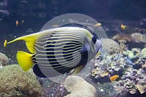 Salt Water Fish in Aquarium