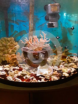 Salt water fish tank with damsels