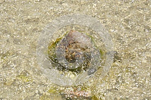 Salt water flow to the rock