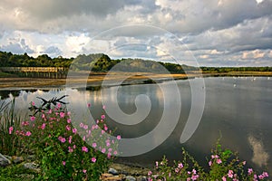 Salt water marsh