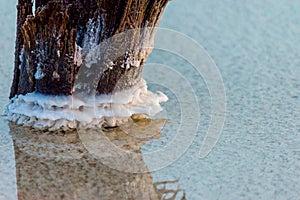 Salt on wooden log in water salt lake. Salt Lake Baskunchak, Russia