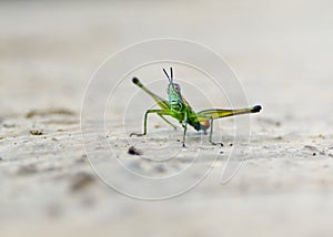 Grasshopper Payaso - Paramastax nordestensis macho photo