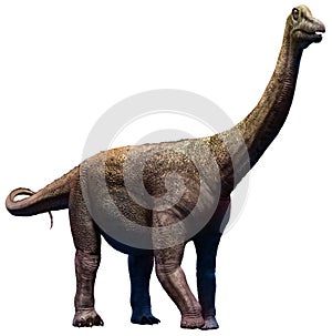 Saltasaurus