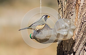 a Saltator aurantiirostris eating from the recycled bottle eater