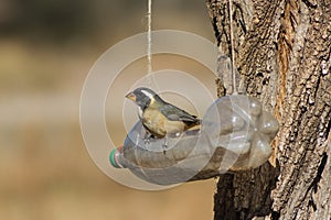 a Saltator aurantiirostris eating from the recycled bottle eater