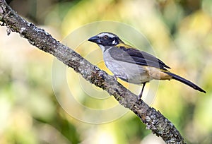 Saltator bird standing on the branch