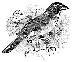 Saltator I Antique Bird Illustrations