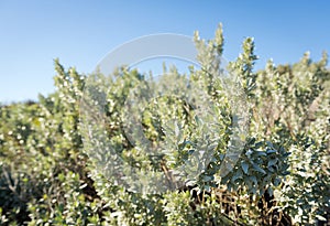 Saltbush