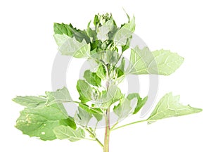 Saltbush or orache isolated on white background. Medicinal plant