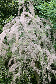 Saltcedar Tamarix ramosissima flowering shrub