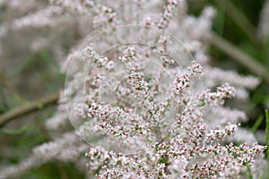 Saltcedar Tamarix ramosissima pink flowers