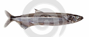 Salted capelin fish photo