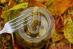Salted cucumber on a fork over a full can in yellow leaves
