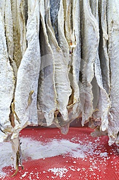Salted dried cod bacalao on the counter of a fish store. Traditional Portuguese and Scandinavian sea fish dish