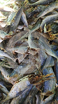 Salted fish is processed by drying it in the sun and adding salt photo