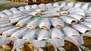 Salted fish in sunshine on net, food preservation