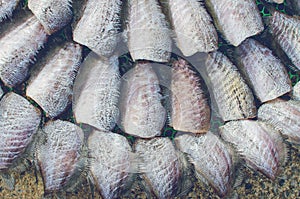 Salted fish in sunshine on net, food preservation