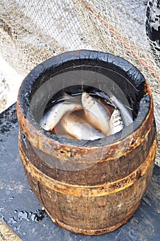 Salted herring in a barrel